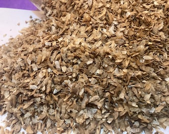 Katsura Tree seeds (Cercidiphyllum Japonicum)(Japanese Judas Tree)