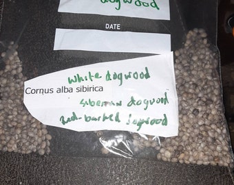 Siberian Dogwood Tree Seeds