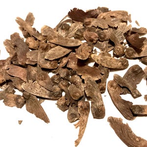 Trompenburg Japanese Maple Tree Seeds