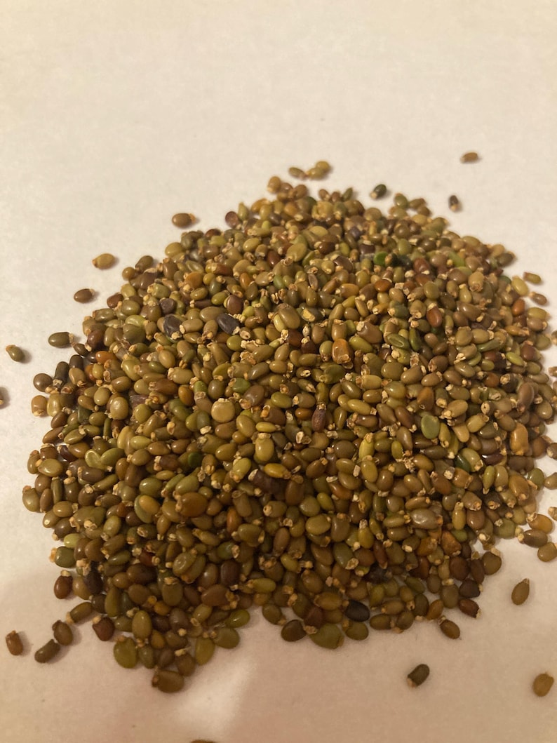TreeSeedMan Scotch Broom Shrub Seeds - Thumbnail 3