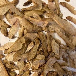 Red Maple Tree Seeds (ACER RUBRUM) (Northern)