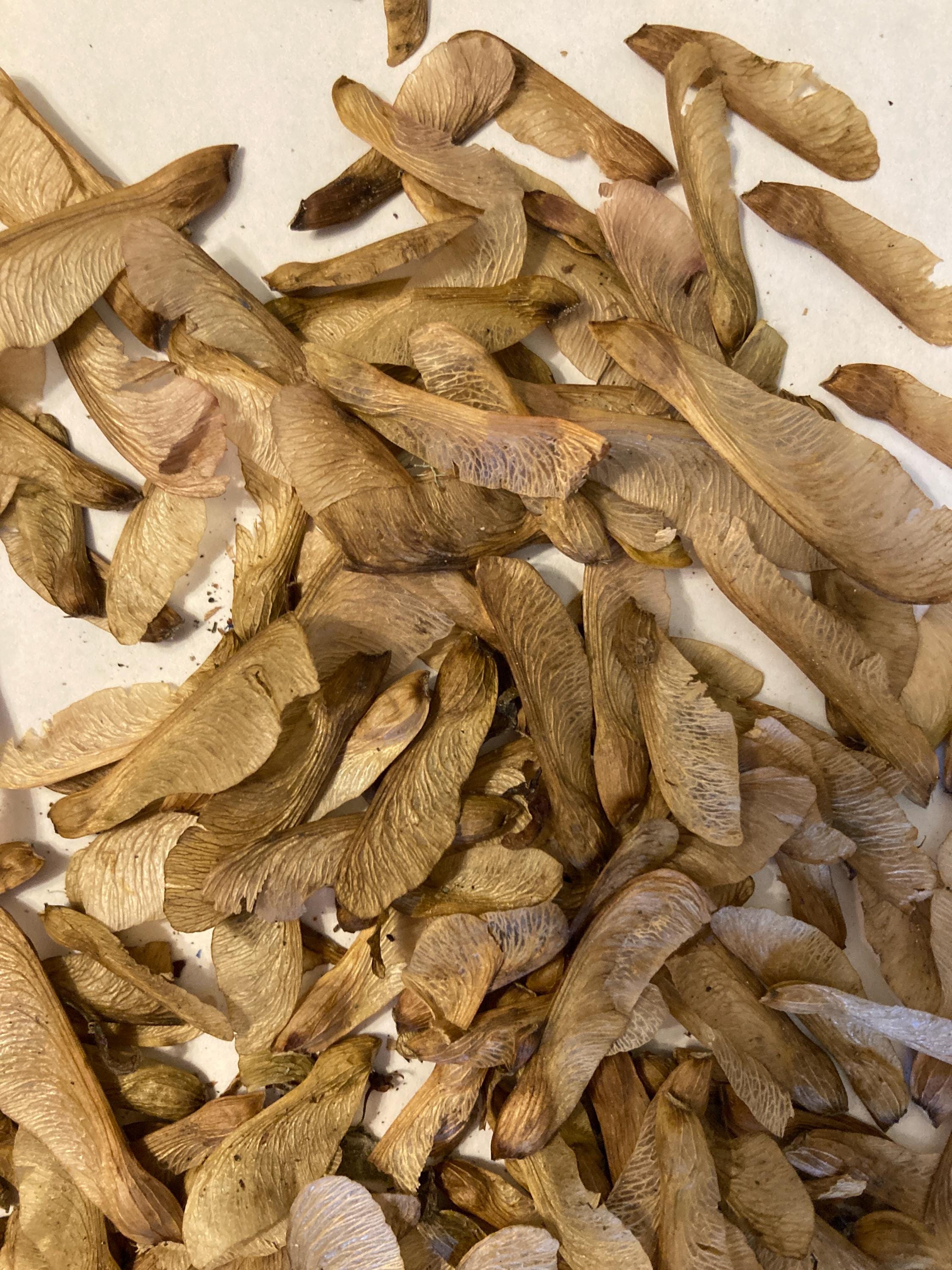 Red Maple Tree Seeds (ACER RUBRUM) (Northern)