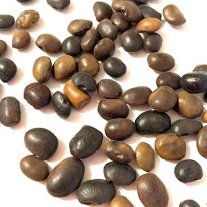 Japanese Pagoda Tree Seeds (SOPHORA JAPONICA) (Chinese Scholar Tree)