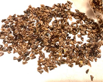 Balsam Fir Tree Seeds (ABIES BALSAMEA)