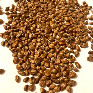 Chinese Juniper Tree Seeds (JUNIPERUS CHINENSIS) (Hollywood Juniper)