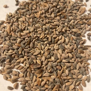 Norway Spruce Tree Seeds (PICEA ABIES) (North America)