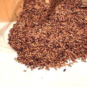 Black Elderberry Tree Seeds (SAMBUCUS NIGRA) (Common Elderberry)