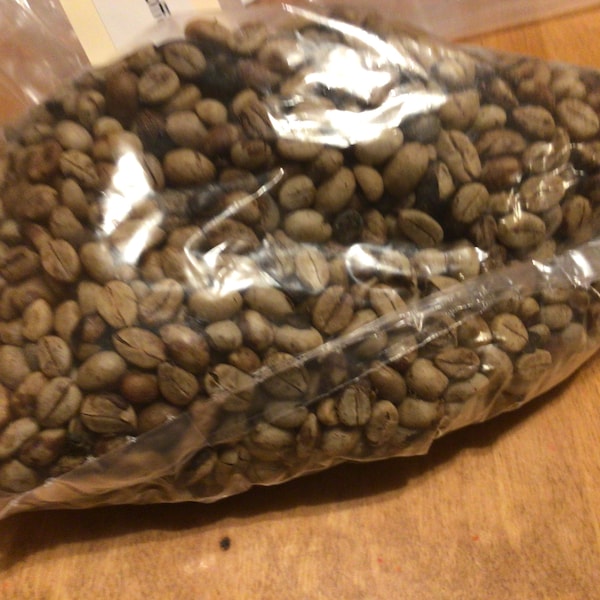 Arabian Coffee Tree Seeds (COFFEA ARABICA) (Coffee Tree)
