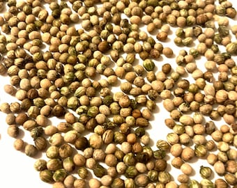 Roughleaf Dogwood Tree Seeds (CORNUS DRUMMONDII) (Drummond's Dogwood)