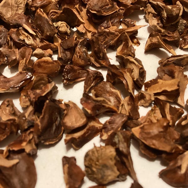 Bald Cypress Tree Seeds (TAXODIUM DISTICHUM) (Northern Supply)