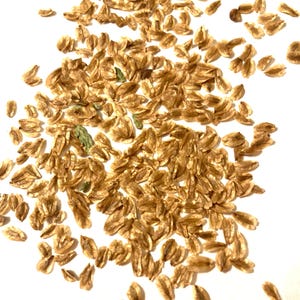Giant Cedar Tree Seeds (THUJA PLICATA) (Western Arborvitae) (Western Red Cedar) (Shinglewood)