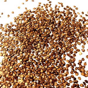 Japanese Alder Tree Seeds  (ALNUS JAPONICA)