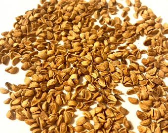 Washington Hawthorn Tree Seeds (CRATAEGUS PHAENOPYRUM) (Thornapple)