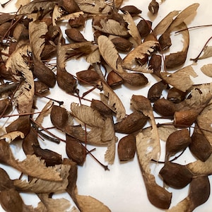 Sugar Maple Tree Seeds (ACER SACCHARUM NORTHERN) (Rock Maple) (Hard Maple)