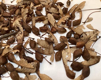 Sugar Maple Tree Seeds (ACER SACCHARUM NORTHERN) (Rock Maple) (Hard Maple)