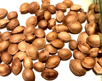 American Plum Tree Seeds (PRUNUS AMERICANA) (Common Plum)