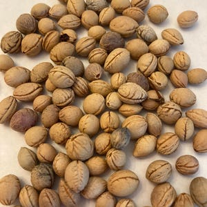 Sand Cherry Tree Seeds (PRUNUS BESSEYI) (Bessey&#39;s Plum) (Western Sand Cherry)