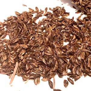 Sugi Tree Seeds (CRYPTOMERIA JAPONICA) (Japanese Cedar)