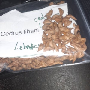 Cedar of Lebanon Tree Seeds (Cedrus Libai) (Lebanese Cedar)