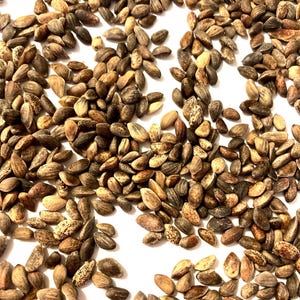 Chinese Hard Pine Tree Seeds (PINUS TABULIFORMIS)