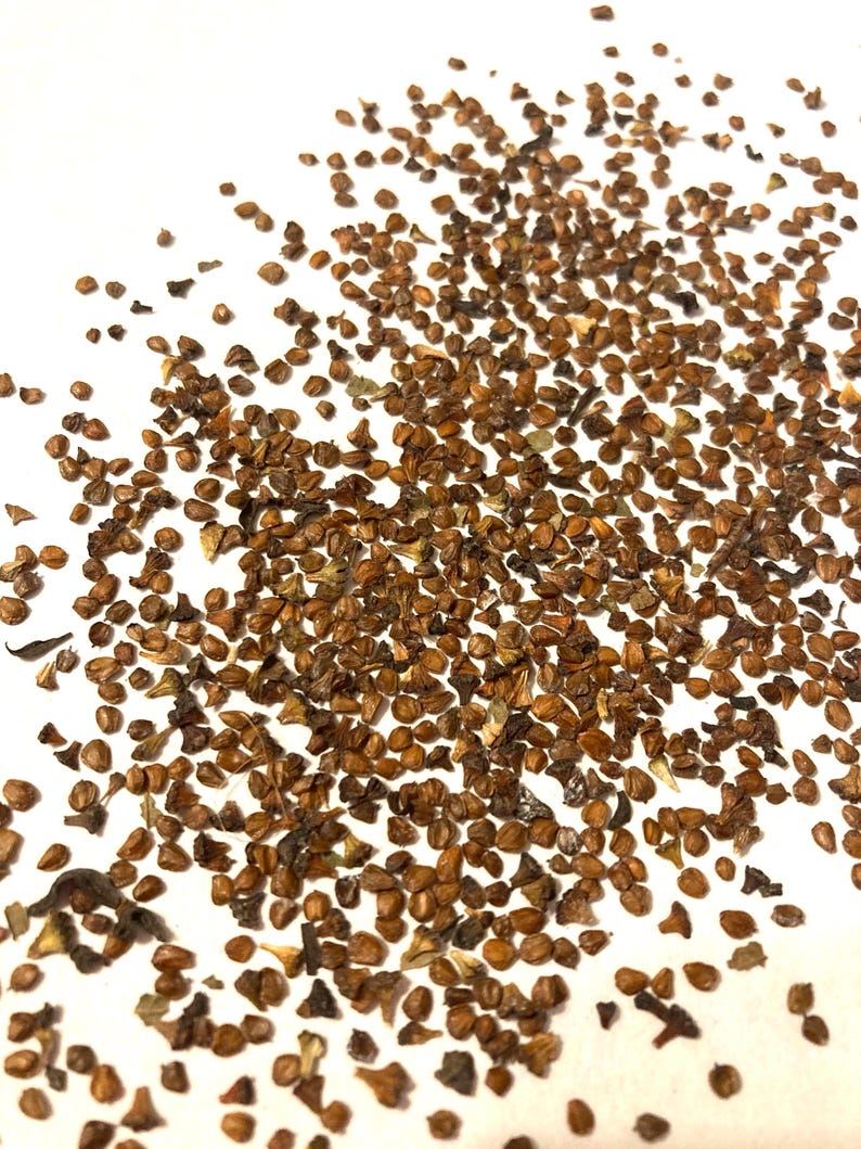 Hazel Alder Tree Seeds (ALNUS SERRULATA) - Etsy