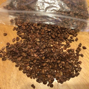 Kashmir Cypress Tree Seeds (CUPRESSUS CASHMERIANA) (Bhutan Cypress)