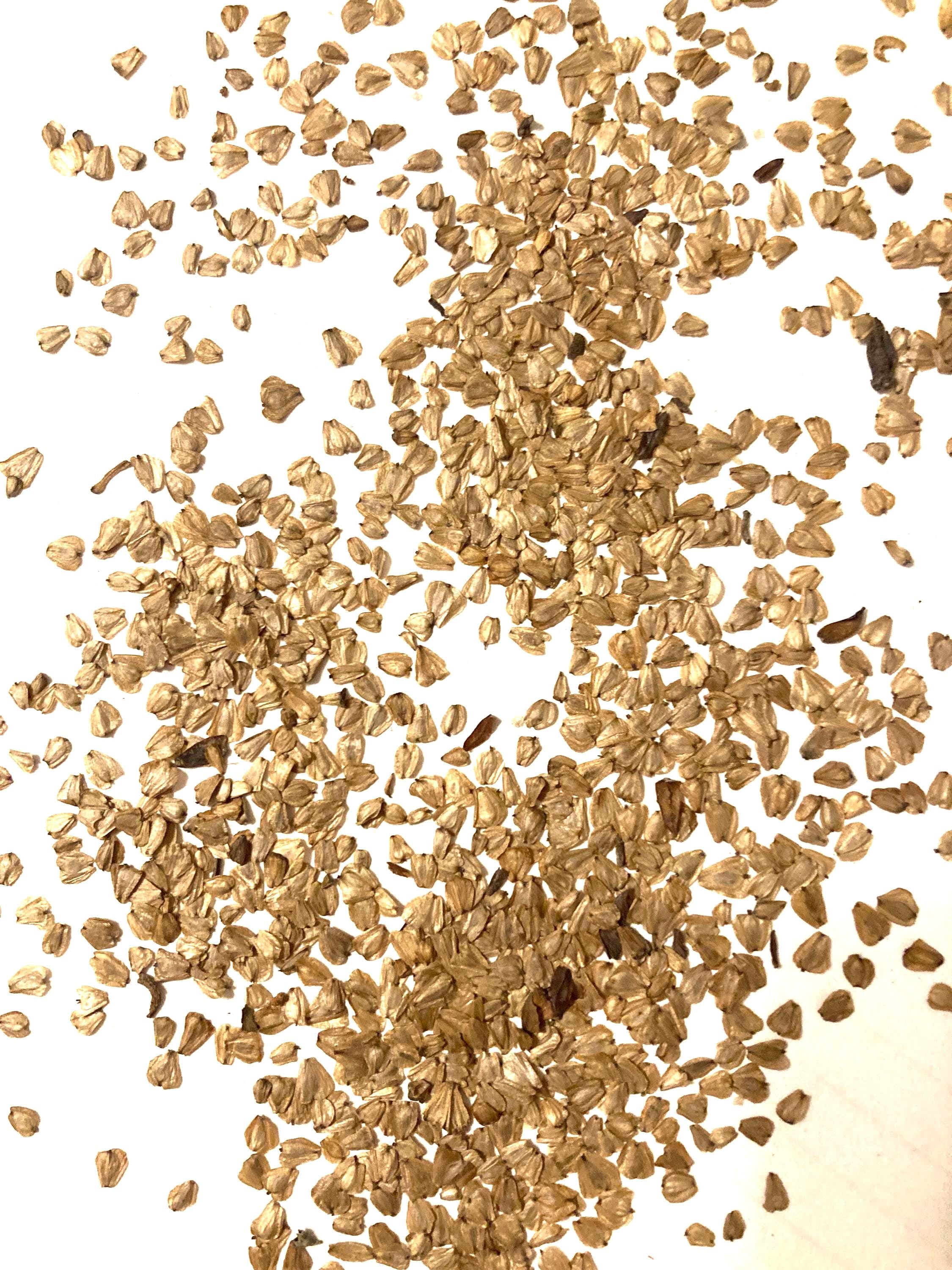 Mountain Alder Tree Seeds ( ALNUS CREMASTOGYNE) - Etsy