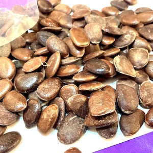 American Persimmon Tree Seeds (DIOSPYROS VIRGINIANA) (Common Persimmon)