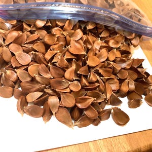 European Beech Tree Seeds (FAGUS SYLVATICA) (Beechnut)