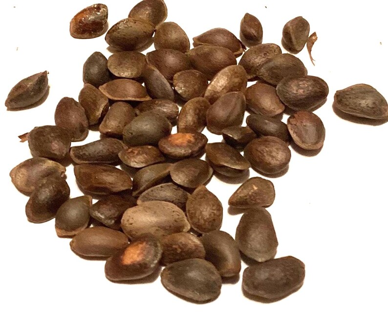 TreeSeedMan Southwestern White Pine Tree Seeds - Thumbnail 4