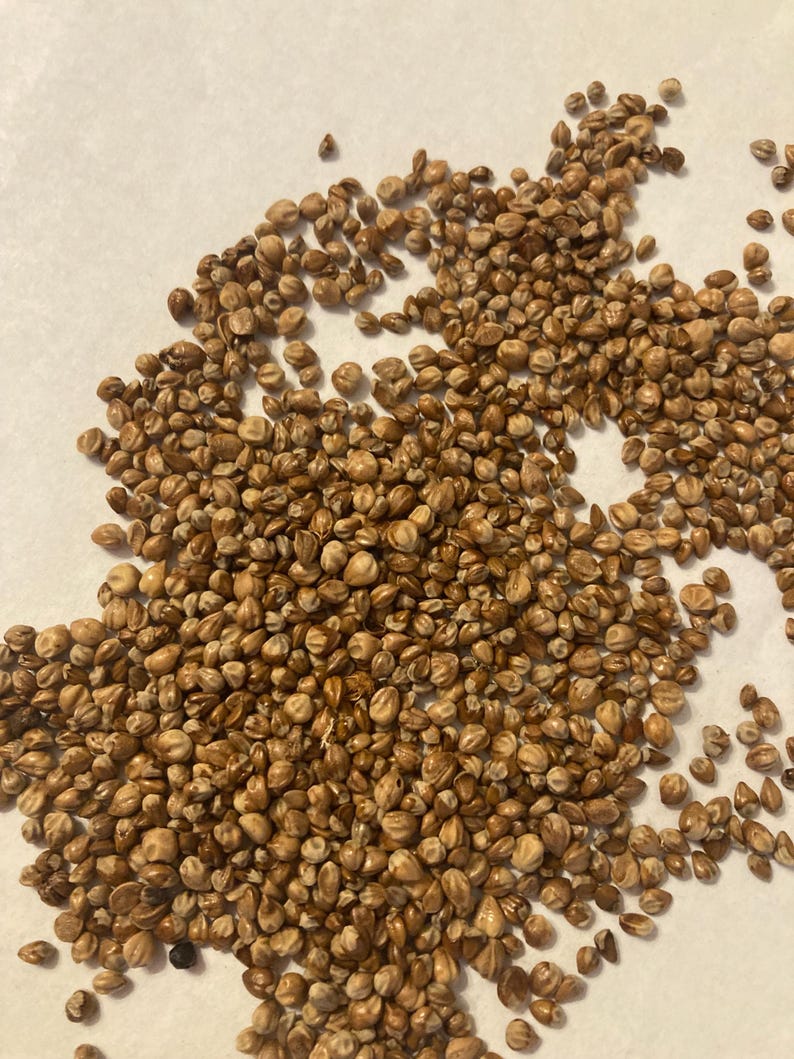 TreeSeedMan Juniper Tree Seeds - Thumbnail 3