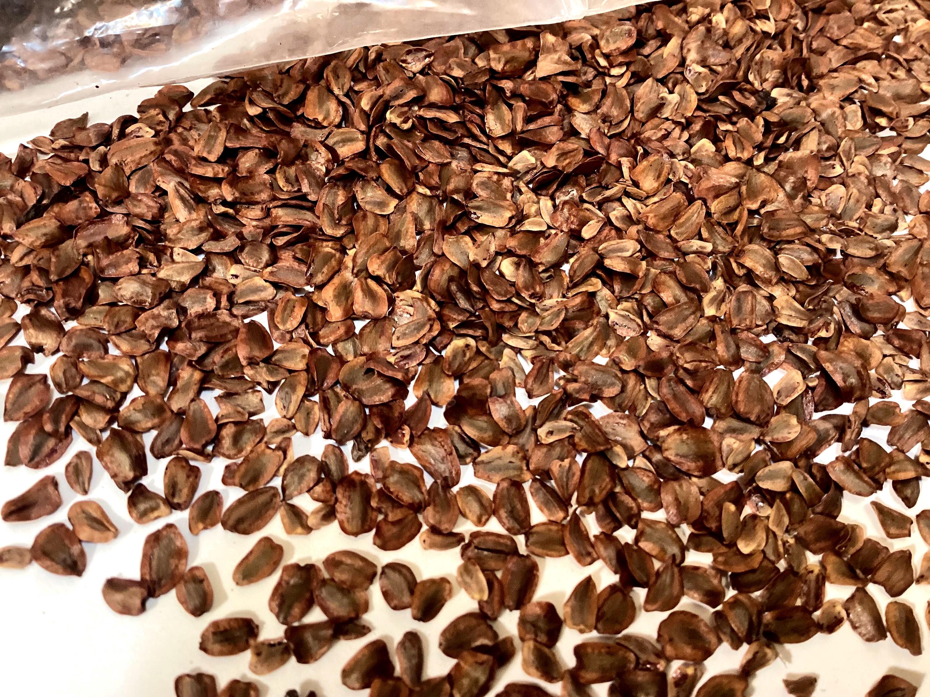 California Redwood Tree Seeds (SEQUOIA SEMPERVIRENS) (Coastal