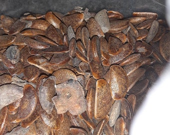 American Persimmon Tree Seeds (Diospyros Virginiana) (Common Persimmon)