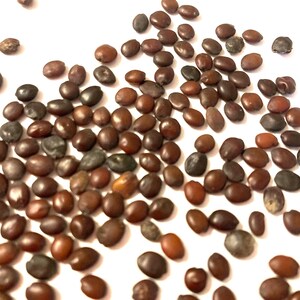 Chinese Redbud Tree Seeds (CERCIS CHINENSIS)