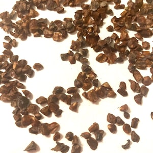 Arizona Cypress Tree Seeds (CUPRESSUS ARIZONICA)