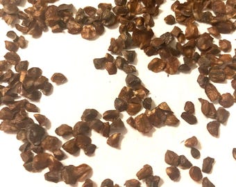 Arizona Cypress Tree Seeds (CUPRESSUS ARIZONICA)