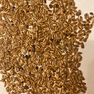 DR. SEUSS TREE Seeds (Sequoiadendron Giganteum) (Giant Sequoia) (Sierra Redwood Tree)