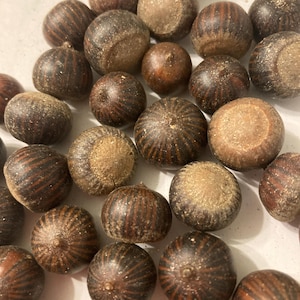 Pin Oak Tree Seeds (QUERCUS PALUSTRIS) (Acorns)(Spanish Oak)