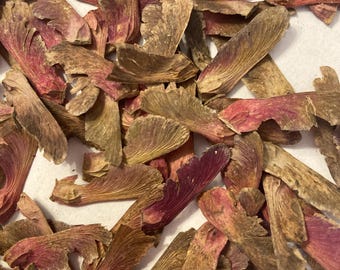 Hubb's Red Willow Japanese Maple Tree Seeds (ACER PALMATUM Dry Seed)