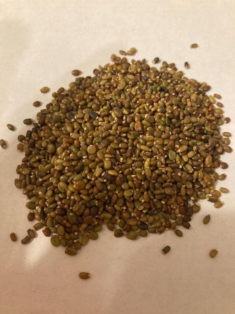 TreeSeedMan Scotch Broom Shrub Seeds - Thumbnail 4