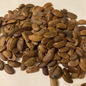 Lilac Persimmon Tree Seeds (DIOSPYROS LOTUS) (Date Plum, Caucasian Persimmon)