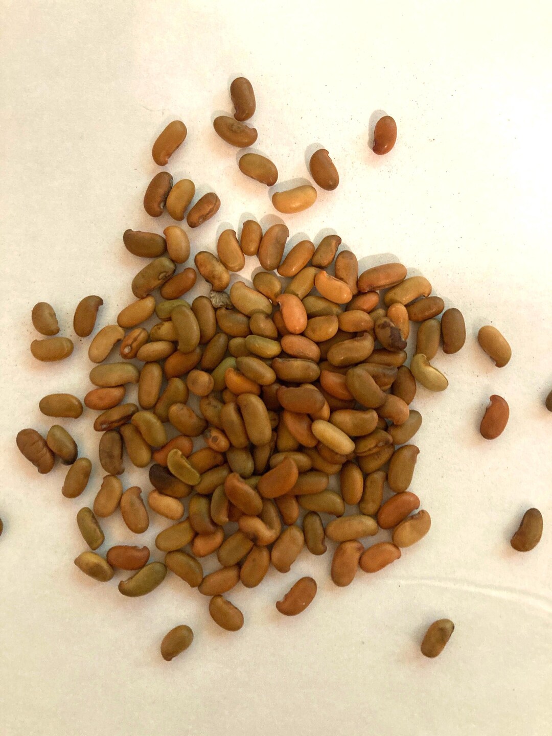 Maakia Tree Identification Chinese Maackia Tree Seeds (maackia Hupenensis) - Etsy