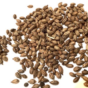 May include: A close-up shot of a pile of brown seeds with light-colored vertical stripes. The seeds are oval-shaped and scattered across a white surface. The seeds appear to be dry and have a natural, organic appearance.