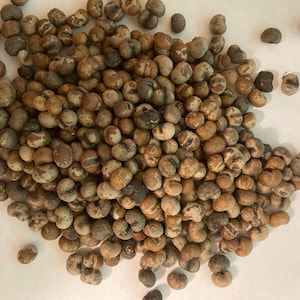 Windmill Palm Tree Seeds (TRACHYCARPUS EXCELSUS) (fotunei) (Chinese Palm, Hemp Palm)