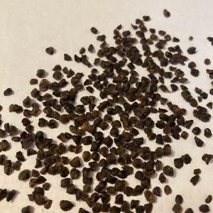 Mendocino Cypress Tree Seeds (CUPRESSUS PYGMAEA)