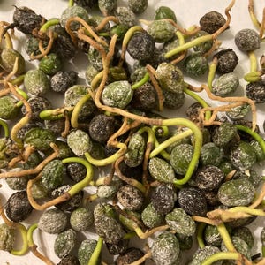Yew Plum Pine Tree Seeds (PODOCARPUS MACROPHYLLUS &#39;MAKI&#39;)) (Southern Yew) (Japanese Yew Tree)