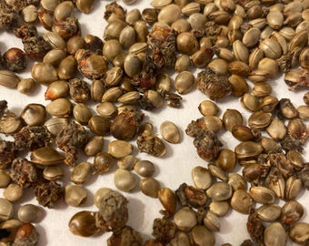 Chinese Mulberry Tree Seeds  (MACLURA TRICUSPIDATA) (Cudrang)(Silkworm Thorn)(Mandarin Melon Berry) (Che)