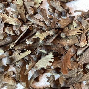 5 types of JAPANESE MAPLE Tree SEEDS (Bundle Deal)