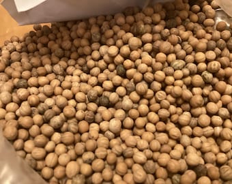 Common Dogwood Tree Seeds (CORNUS SANGUINEA)