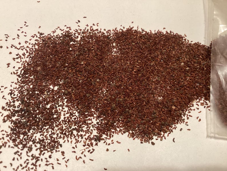 Swamp Messmate Tree Seeds (EUCALYPTUS ROBUSTA) - Etsy Canada